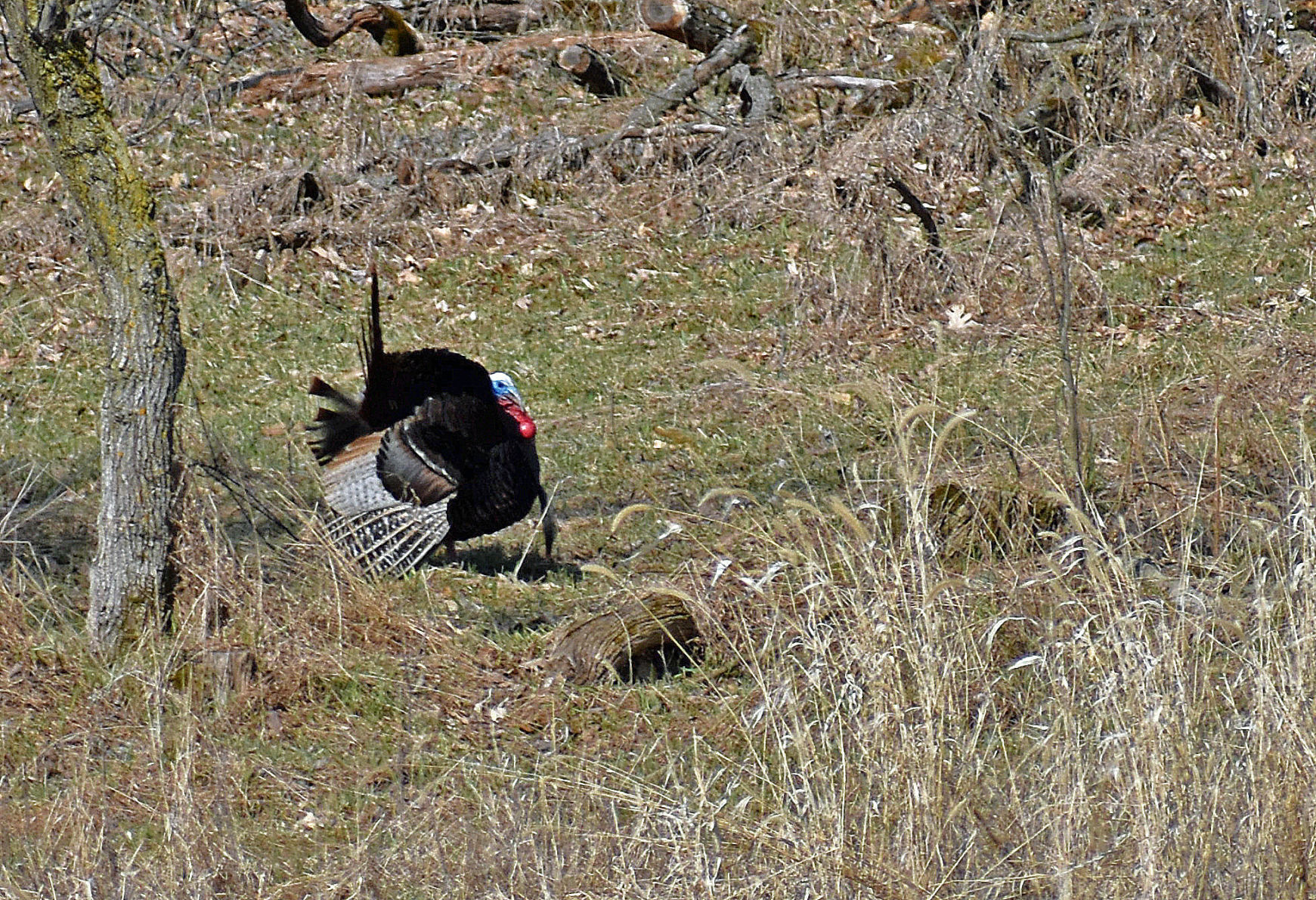 Strutting tom